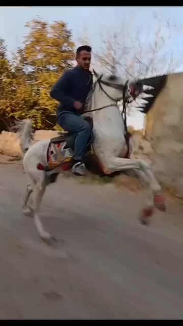 اسب نریان|اسب و تجهیزات اسب‌سواری|تهران, جوادیه|دیوار