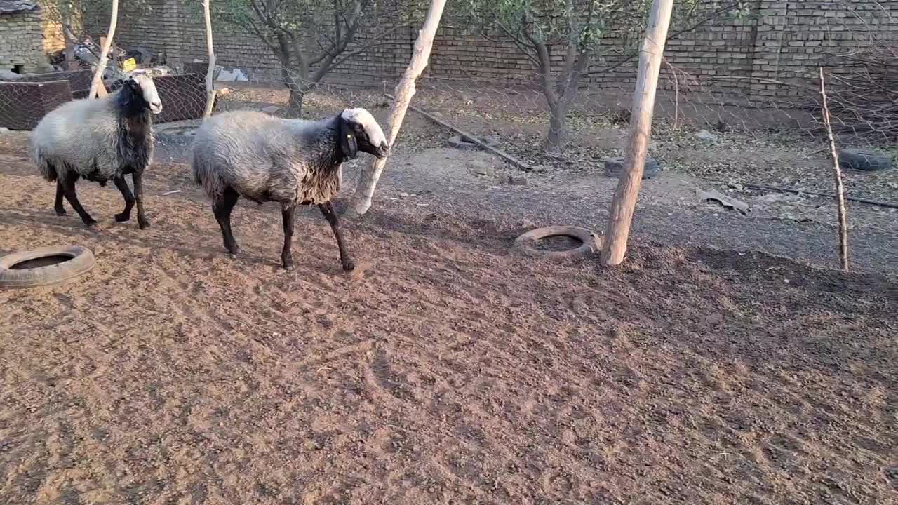 بره نر ...قوچ|حیوانات مزرعه|تاکستان, |دیوار