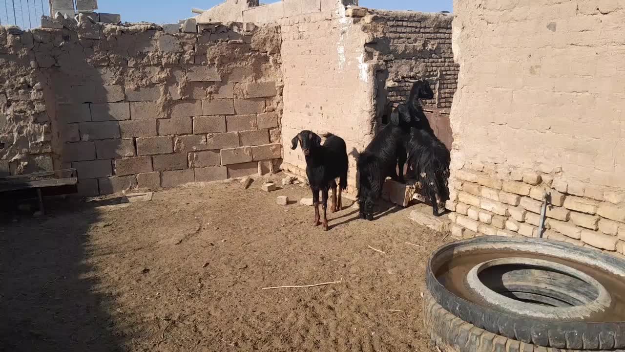 دوراس بز زاییده چاق بزغاله درشت|حیوانات مزرعه|یونسی, |دیوار