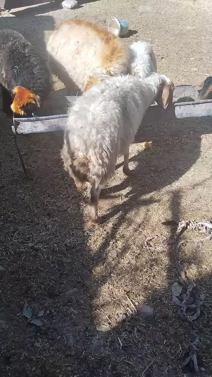 میش جوان|حیوانات مزرعه|گچی, |دیوار