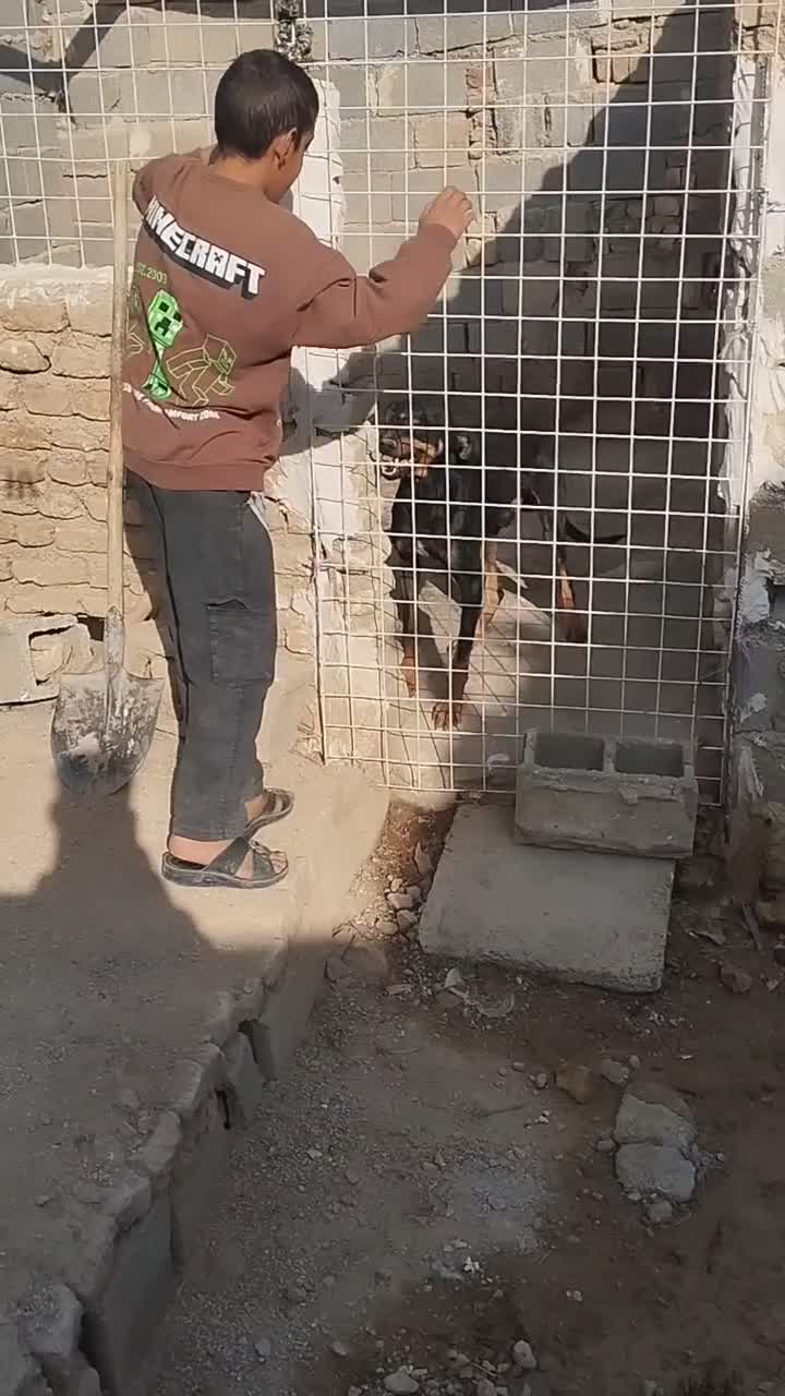 دوبرمن|سگ|زرقان, |دیوار