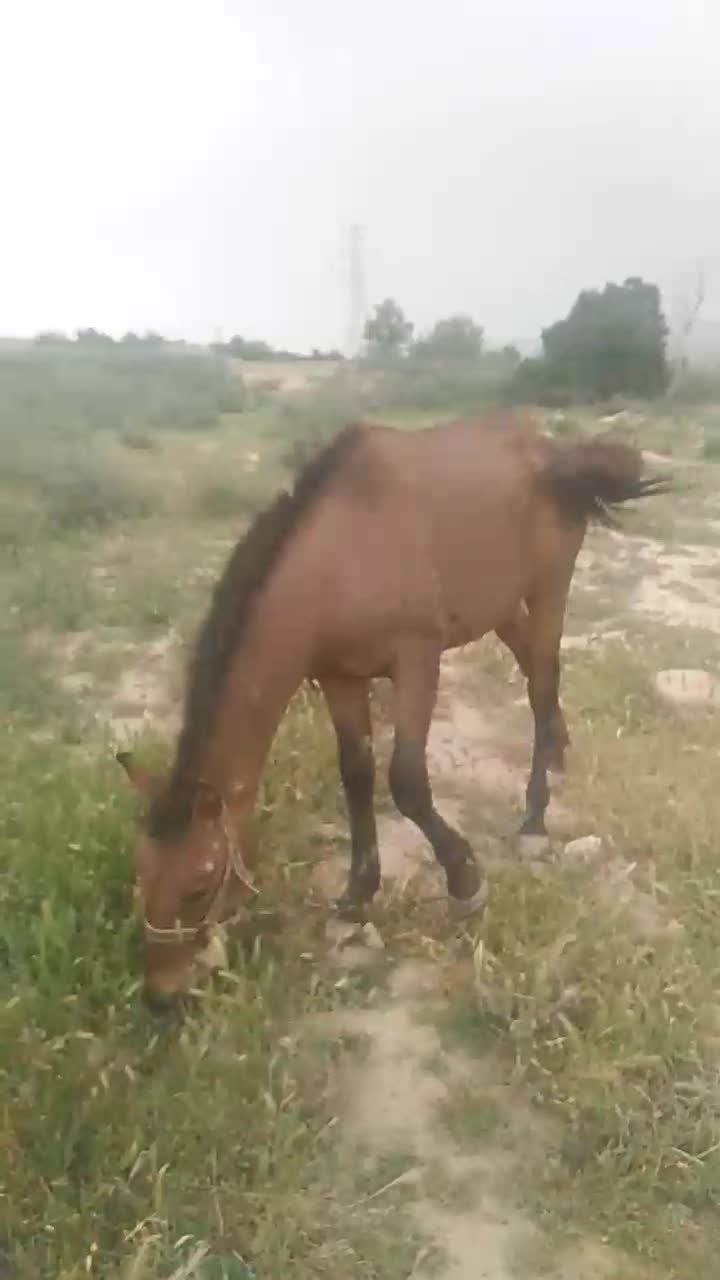 اسب|اسب و تجهیزات اسب‌سواری|آشخانه, |دیوار