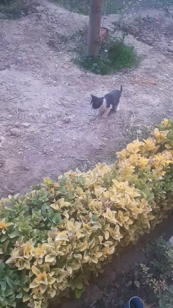 واگذاری رایگان دو بچه گربه|گربه|اندیشه, اندیشه فاز ۳|دیوار