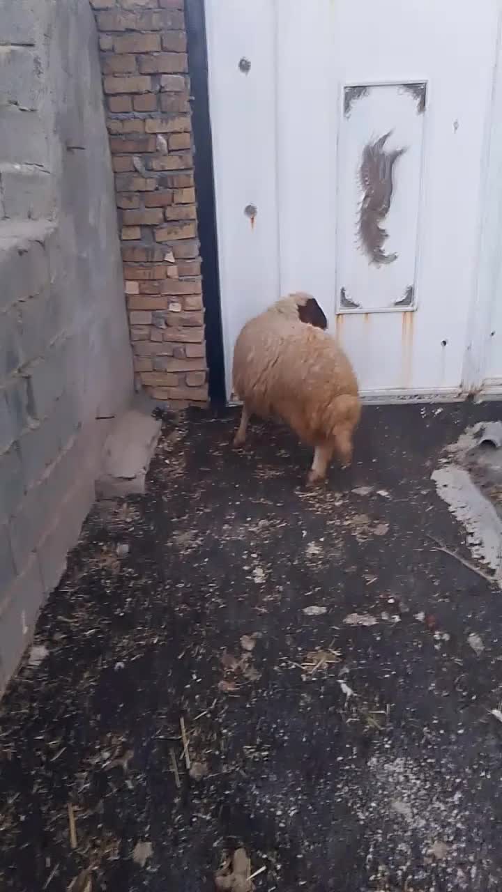 بره|حیوانات مزرعه|گوآور, |دیوار