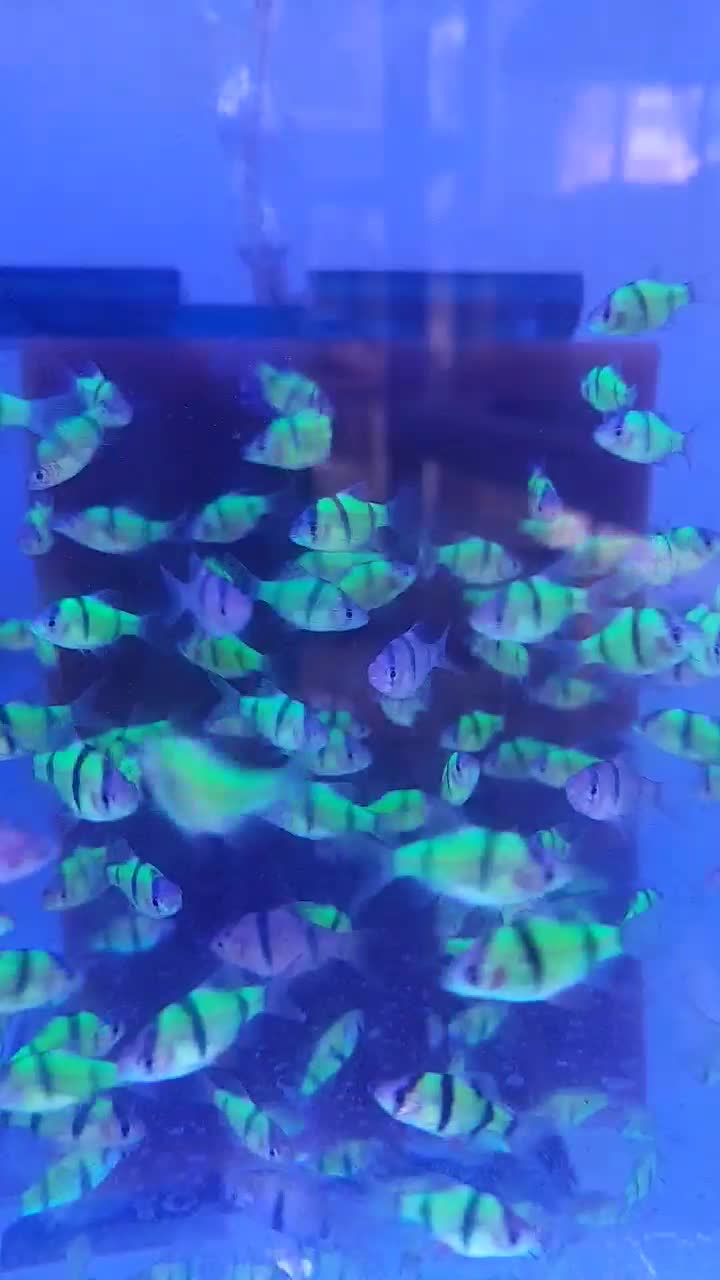 ماهی تایگر بارب در سالن پرورش ماهی دورنیکا|ماهی|مشهد, شفا|دیوار