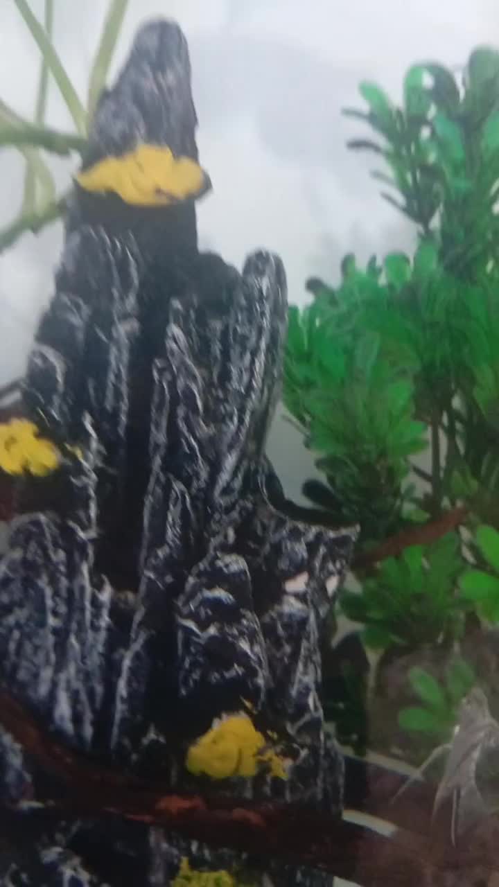 همه نوع ماهی|ماهی|نظرآباد, مسکن مهر نظرآباد|دیوار