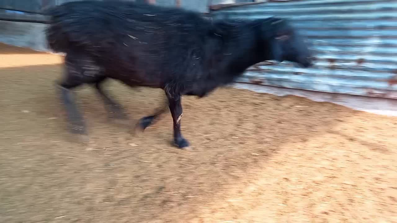 قوچ|حیوانات مزرعه|رباطکریم, انجم آباد|دیوار