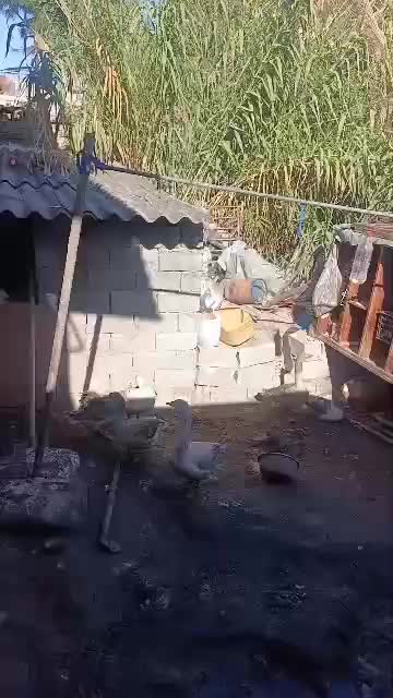 تخم غاز نطفه دار|حیوانات مزرعه|خان ببین, |دیوار