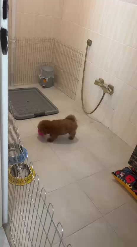 سگ پودل توی رد|سگ|تهران, دریا|دیوار