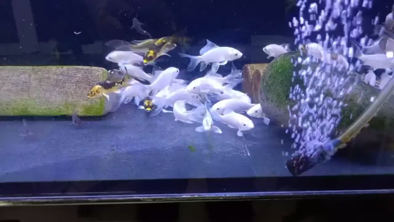 انواع دیسکس کوی و گلدفیش تایگر سوماترا|ماهی|اراک, |دیوار