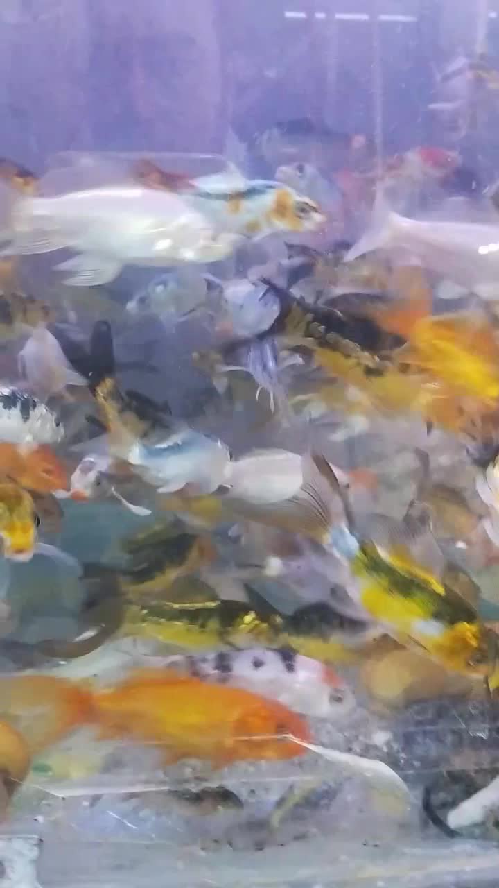 کوی و گیاه|ماهی|مشهد, سعد آباد|دیوار