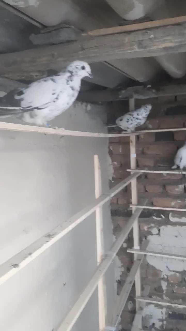 کفتر|پرنده|نقده, |دیوار