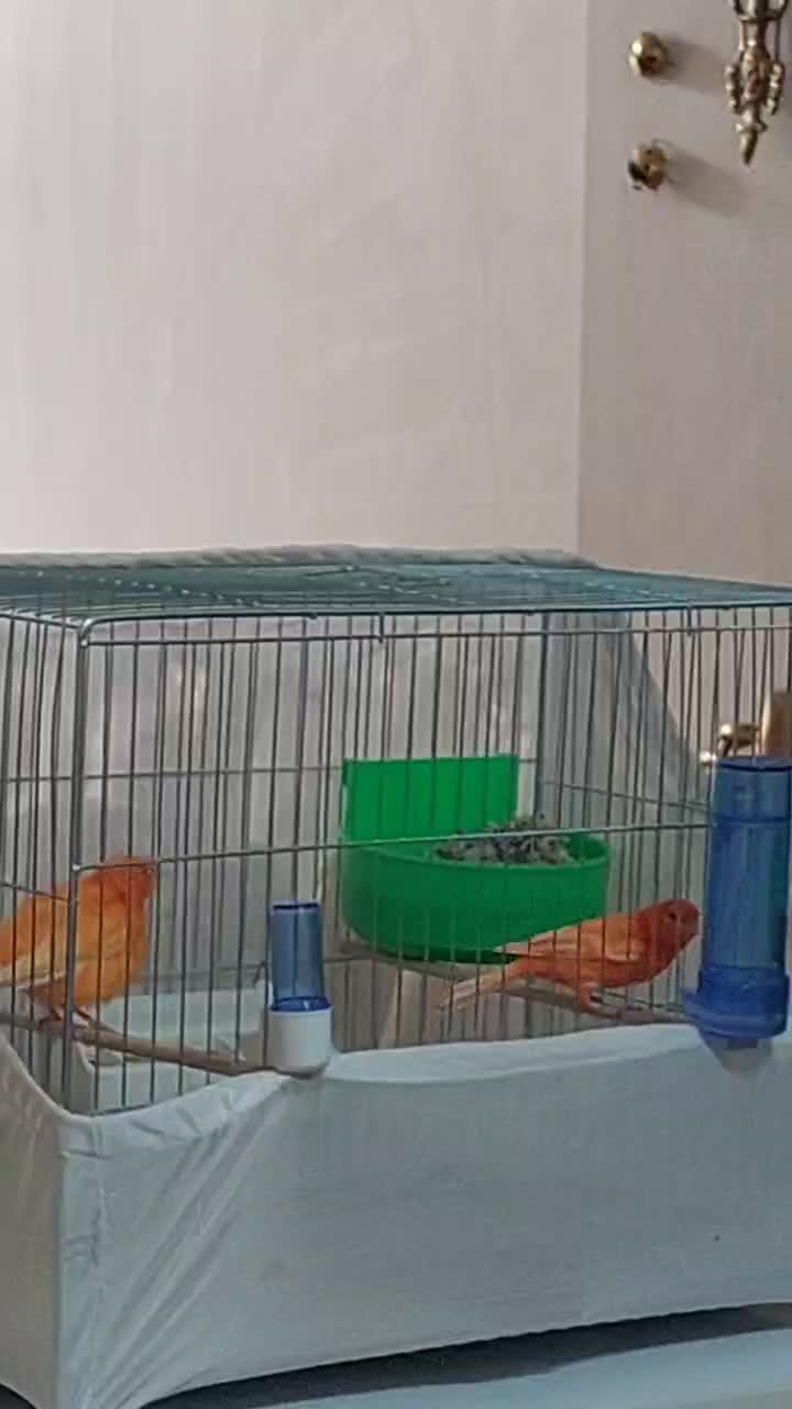 قناری سرخ|پرنده|تبریز, |دیوار