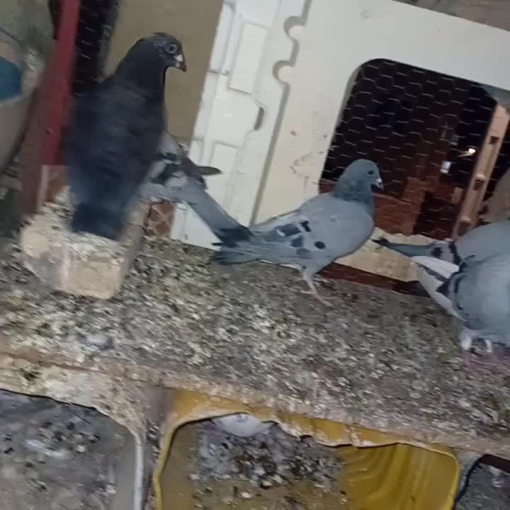 کبوتر خوب نهبندان|پرنده|نهبندان, |دیوار