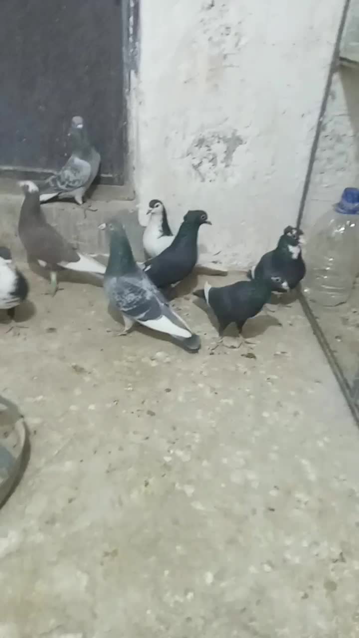 نر تبعیدی گردن کلفت زرند|پرنده|کرمان, |دیوار