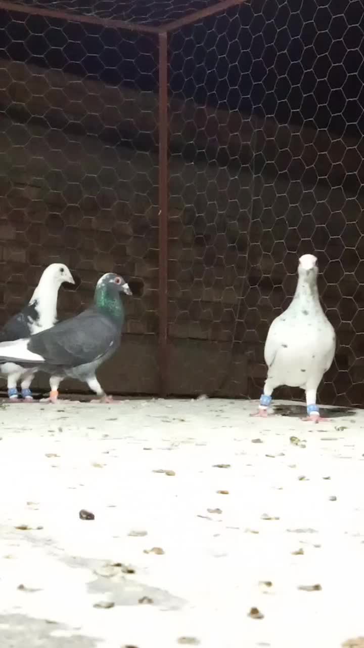 کبوتر آلمانی ماده ساده سیاه نر|پرنده|گنبد کاووس, |دیوار