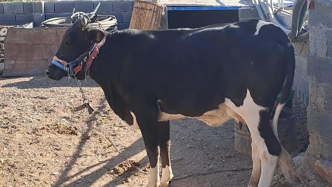 تلیسه اول شکم با گوساله بزرگ نر|حیوانات مزرعه|دالاهو, |دیوار