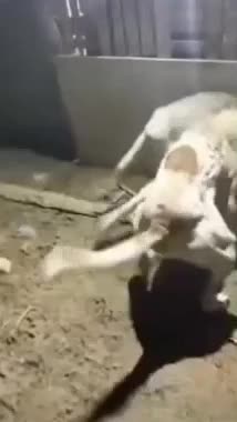 واگذاری سگ ۳ساله|سگ|اردبیل, |دیوار