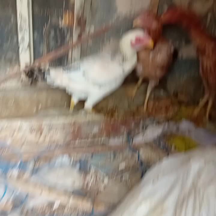 ۳تا مرغ لاری جوون|حیوانات مزرعه|مشهد, چهاربرج|دیوار