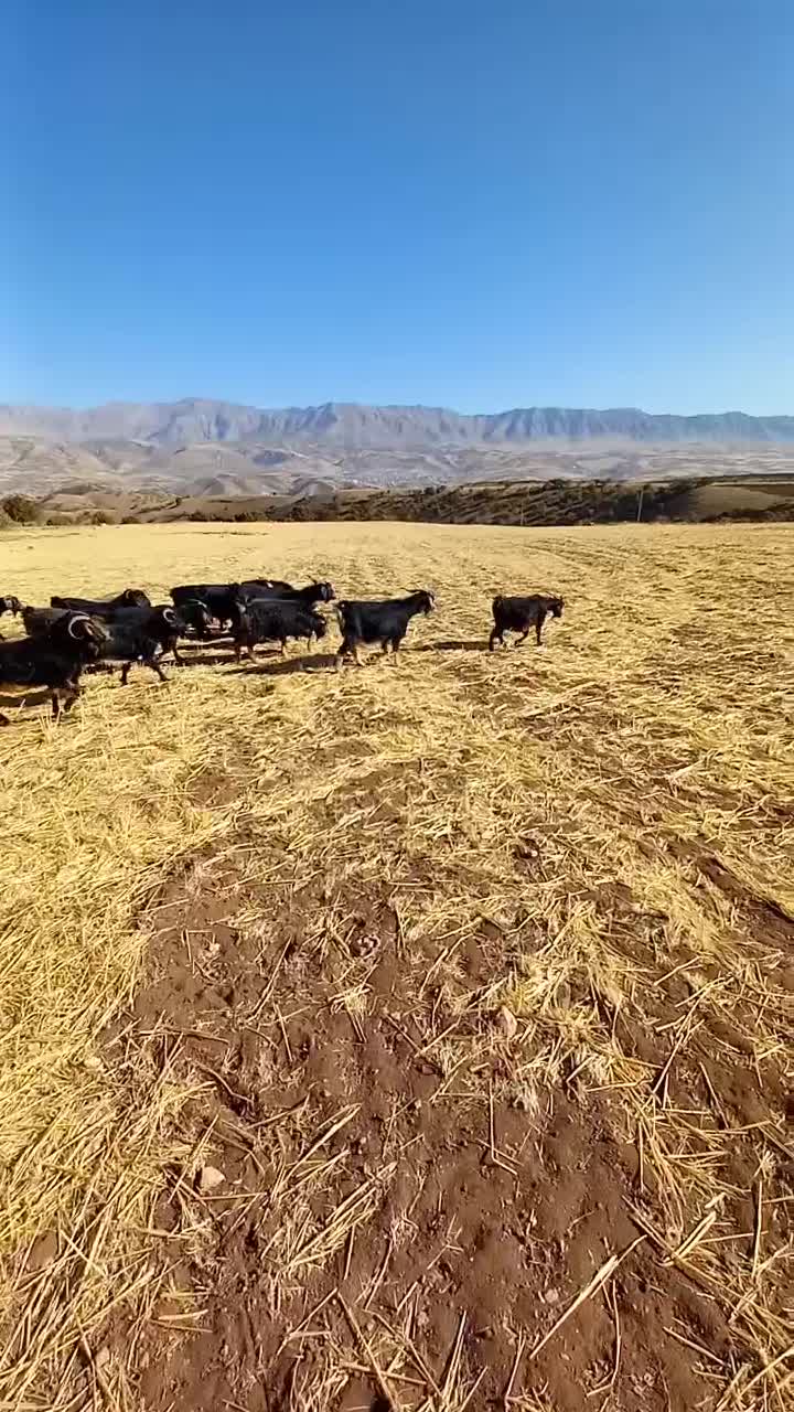 بزکوردی داشتی|حیوانات مزرعه|جوانرود, |دیوار