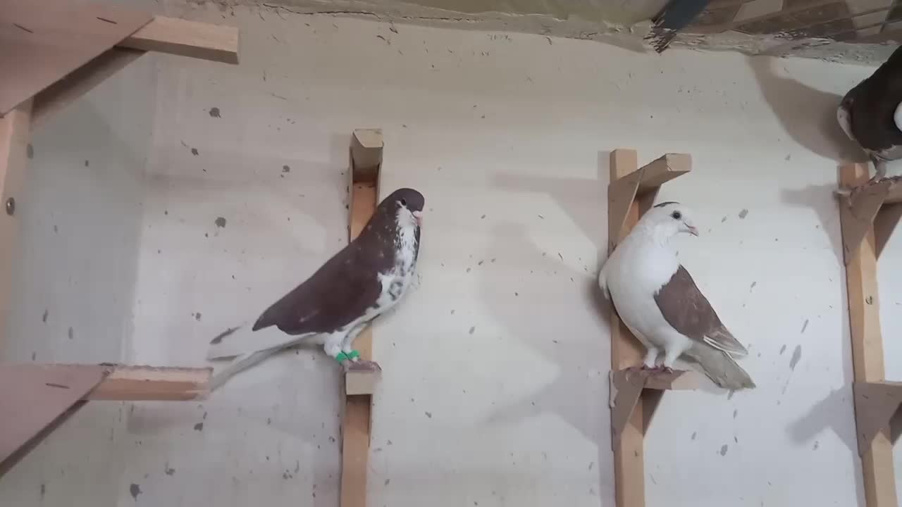 تعداد ۲۰ عدد کبوتر جفتی ۷۰۰ تکی قیمتش فرق میکنه|پرنده|شیراز, شهرک مهرگان|دیوار