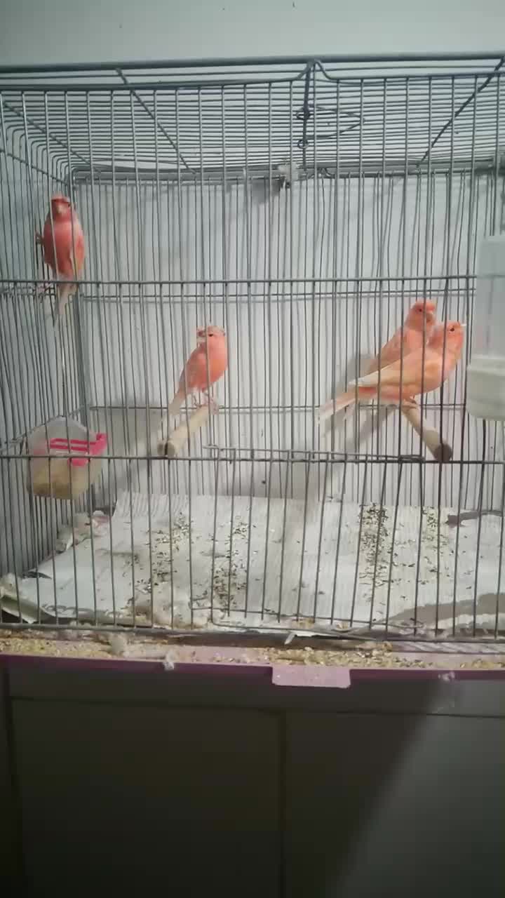 قناری سرخ نر|پرنده|شهرضا, |دیوار