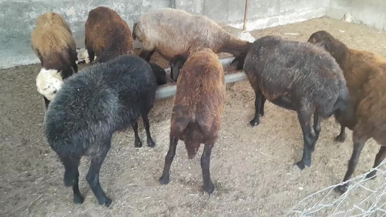 فروش ۶راس گوسفند افشاری ابستن|حیوانات مزرعه|بندر ترکمن, |دیوار