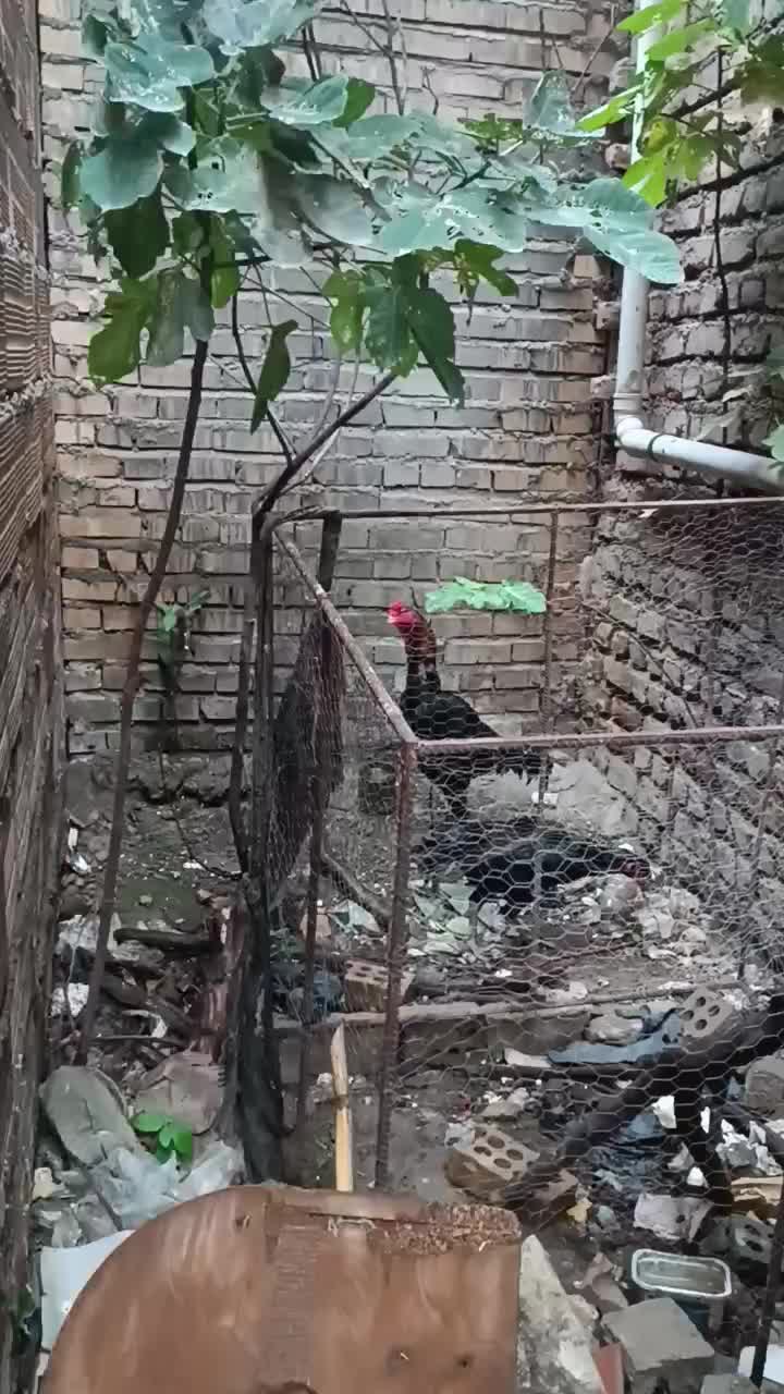 خروس و مرغ لاری اوشامو وارداتی المانی|حیوانات مزرعه|مینودشت, |دیوار