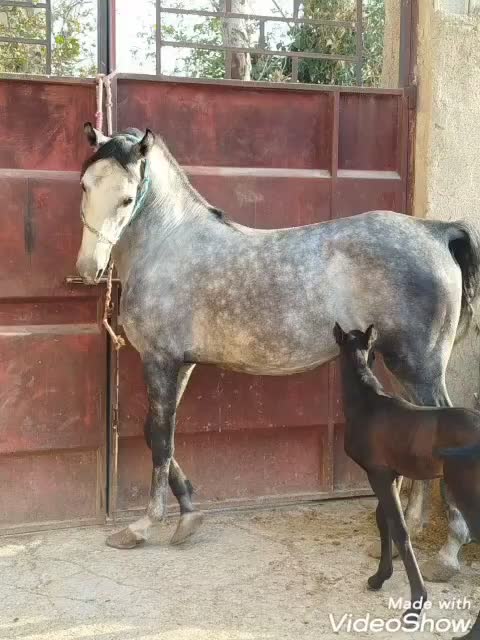 اسب مادیان کرد سواری دار|اسب و تجهیزات اسب‌سواری|خمینی‌شهر, |دیوار