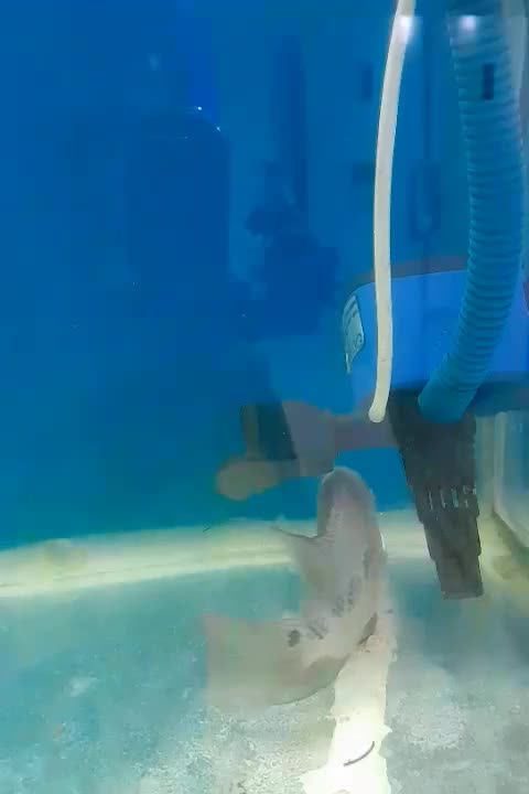 ماهی فلاور|ماهی|ارومیه, |دیوار