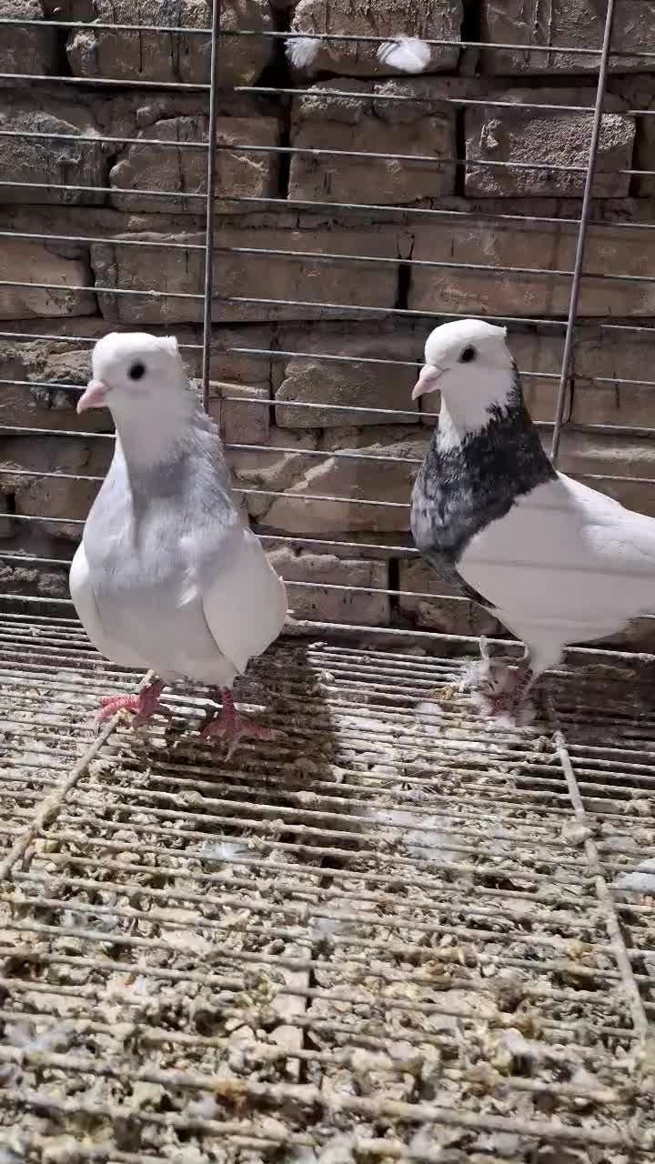 کفتر طوقی سرور (حراج)|پرنده|تفت, |دیوار