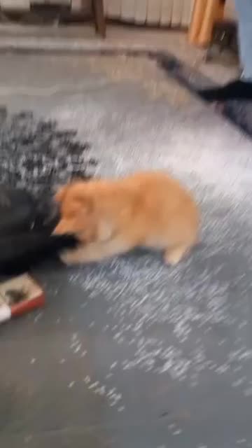 توله گربه بریتیش گلد|گربه|تبریز, |دیوار