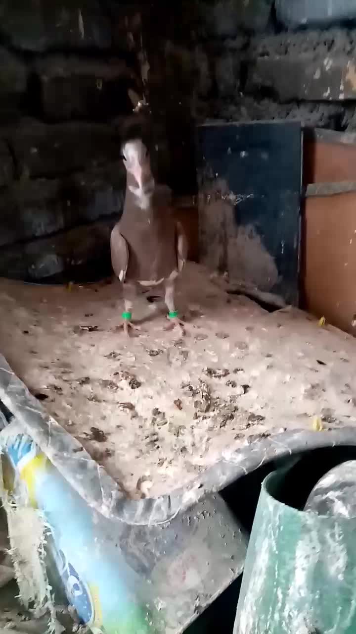 کفتر رنگی عروسک ذات درست|پرنده|تربتحیدریه, پایانه مسافربری تربت حیدریه|دیوار