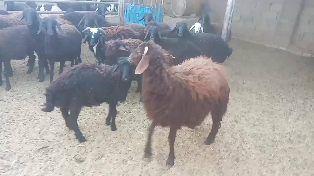 ۲۰راس بره نره افشار|حیوانات مزرعه|ارزوئیه, |دیوار