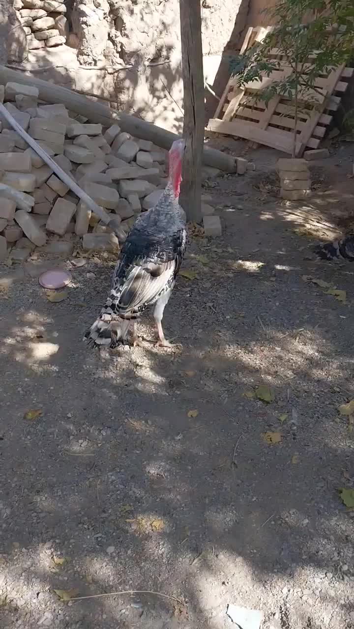 دوعددبوقلمون نر سالم ودرشت خلیل اباد|حیوانات مزرعه|خلیل آباد, |دیوار