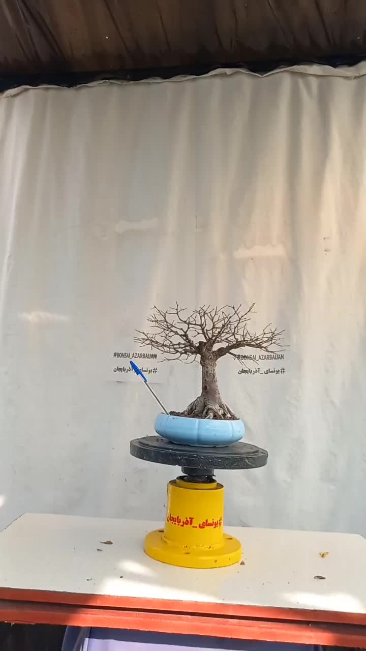 بونسای نارون|گل و گیاه طبیعی|تهران, امام خمینی|دیوار