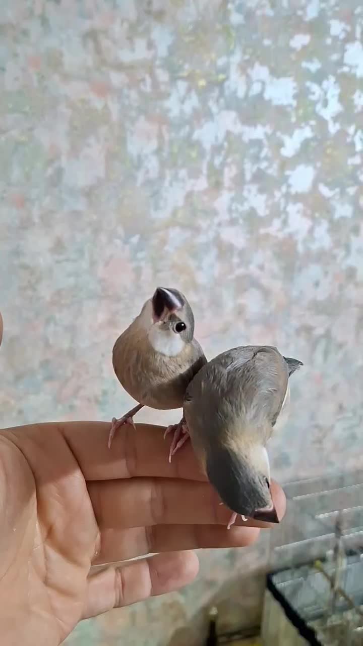 جوجه فنچ نرگسی سیلور دستی|پرنده|شیراز, شهرک والفجر|دیوار