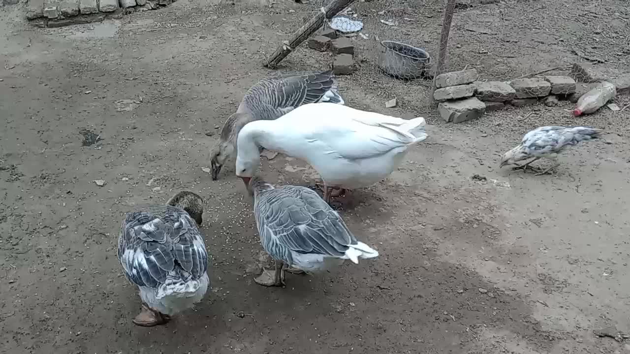 غاز ماده تخم گذار فروشی.حاجی کلاته|حیوانات مزرعه|سنگدوین, |دیوار