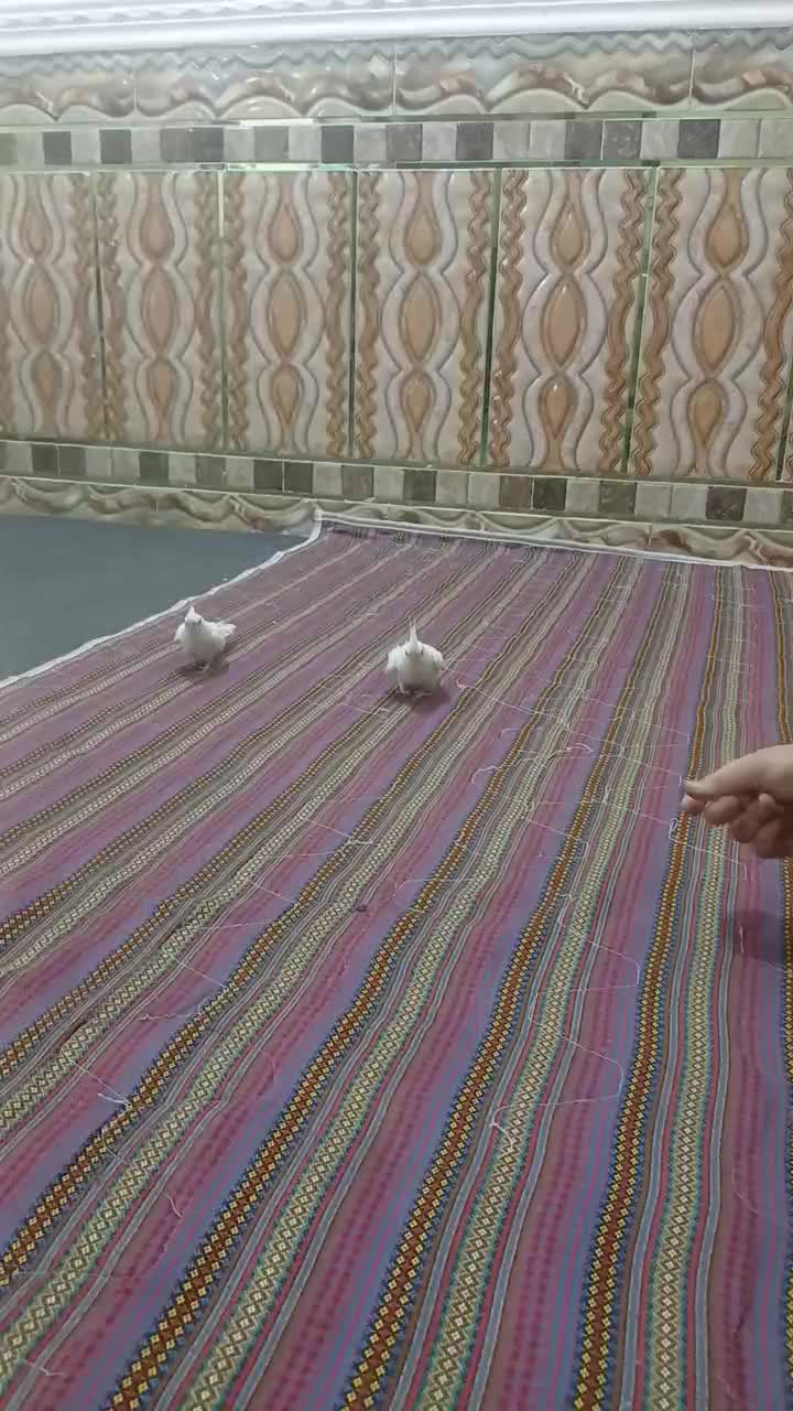 پرنده زینتی|پرنده|خاش, |دیوار