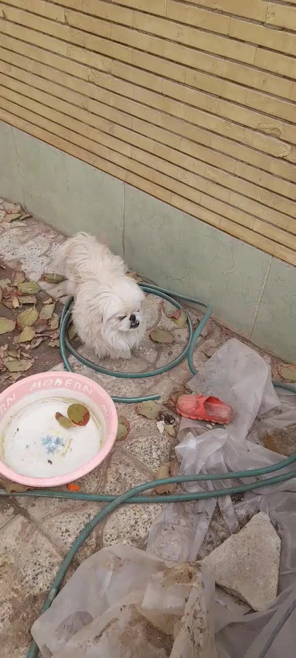 سگ نرپیکنیز شناسنامه دار|سگ|اصفهان, باغ نگاره|دیوار