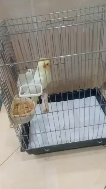 عروس هلندی نر اماده|پرنده|تهران, مشیریه|دیوار