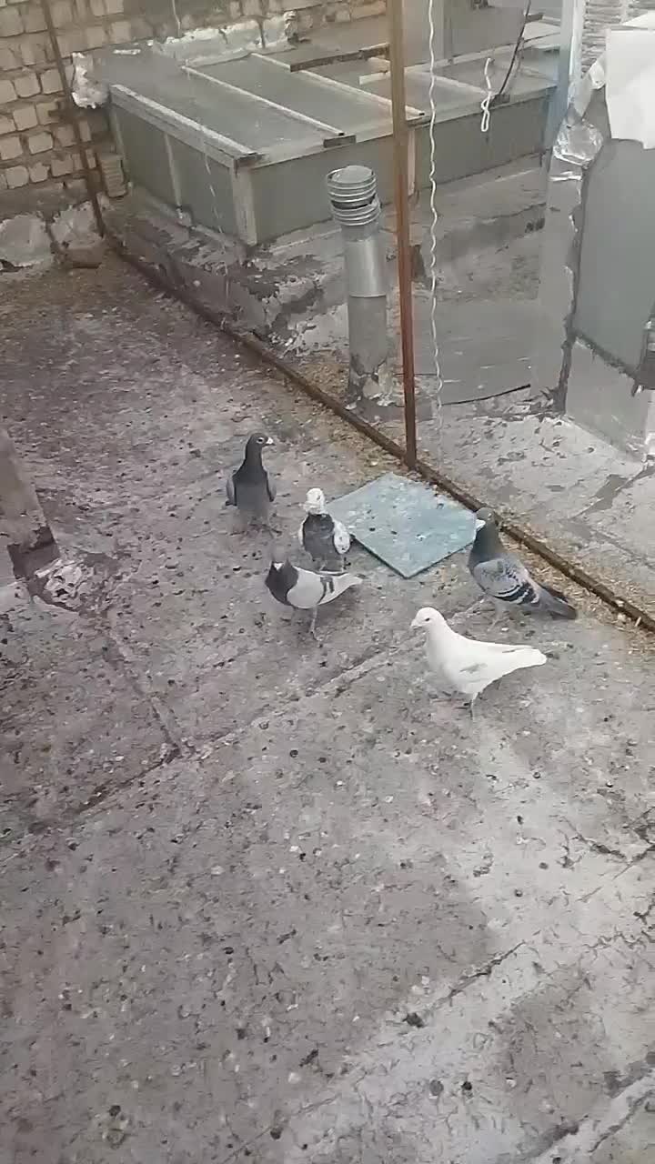 کبوتر|حراج|فسا, |دیوار