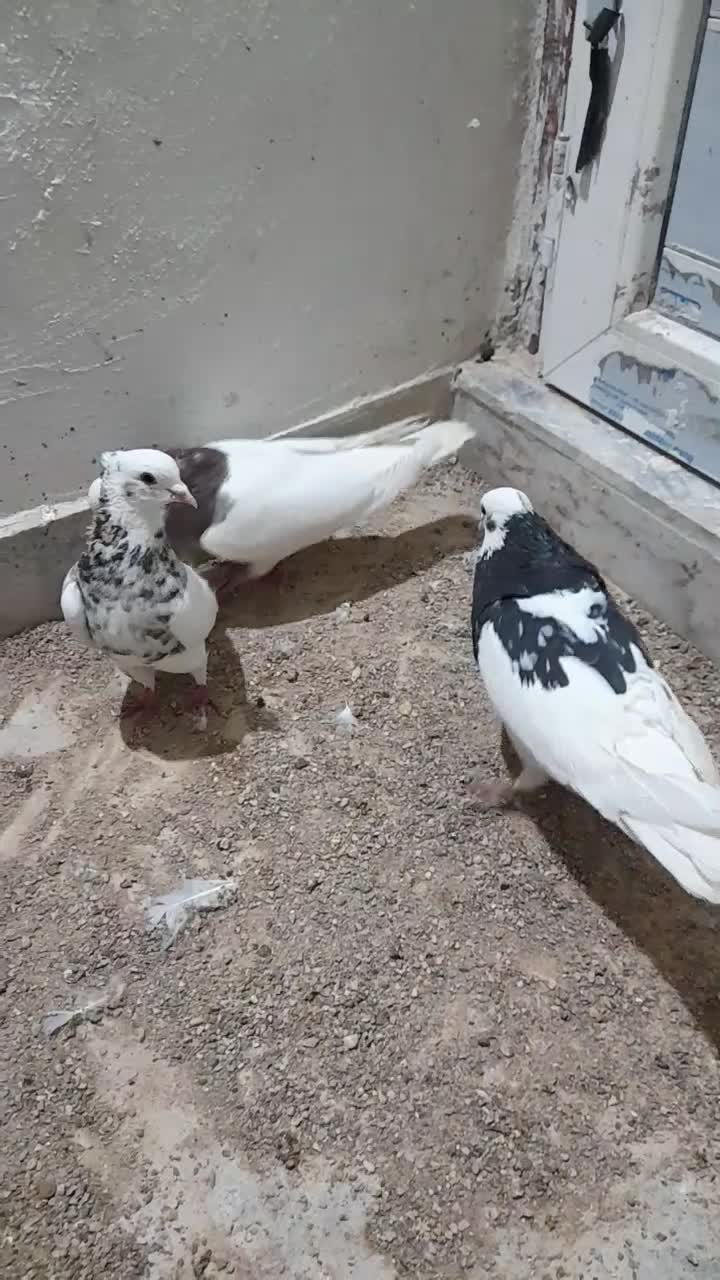 بدلیجات|بدلیجات|فسا, |دیوار