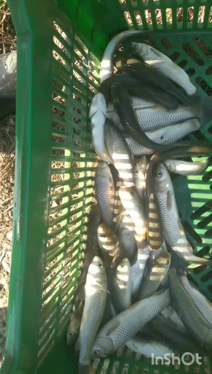 بچه ماهی گرم ابی|ماهی|سورک, |دیوار