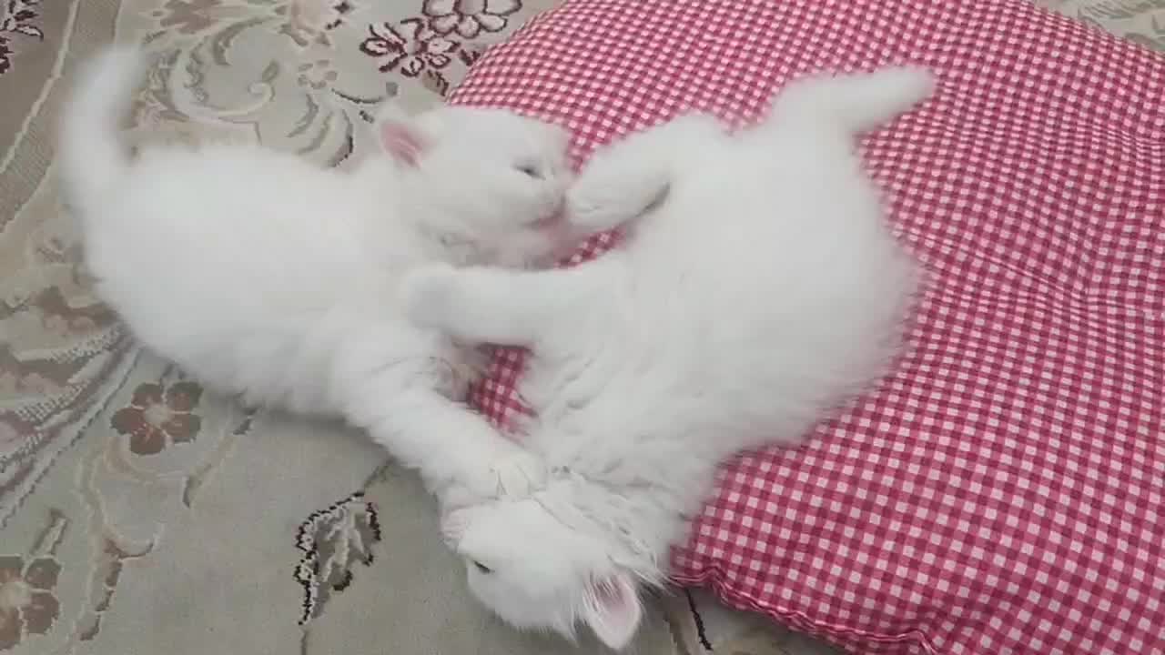 گربه پرشین کلاسیک|گربه|تبریز, |دیوار