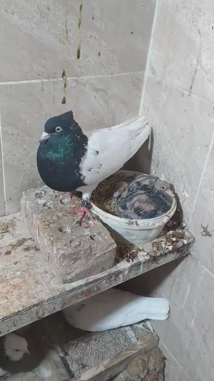 کبوتر رنگی فروشی|پرنده|آشخانه, |دیوار