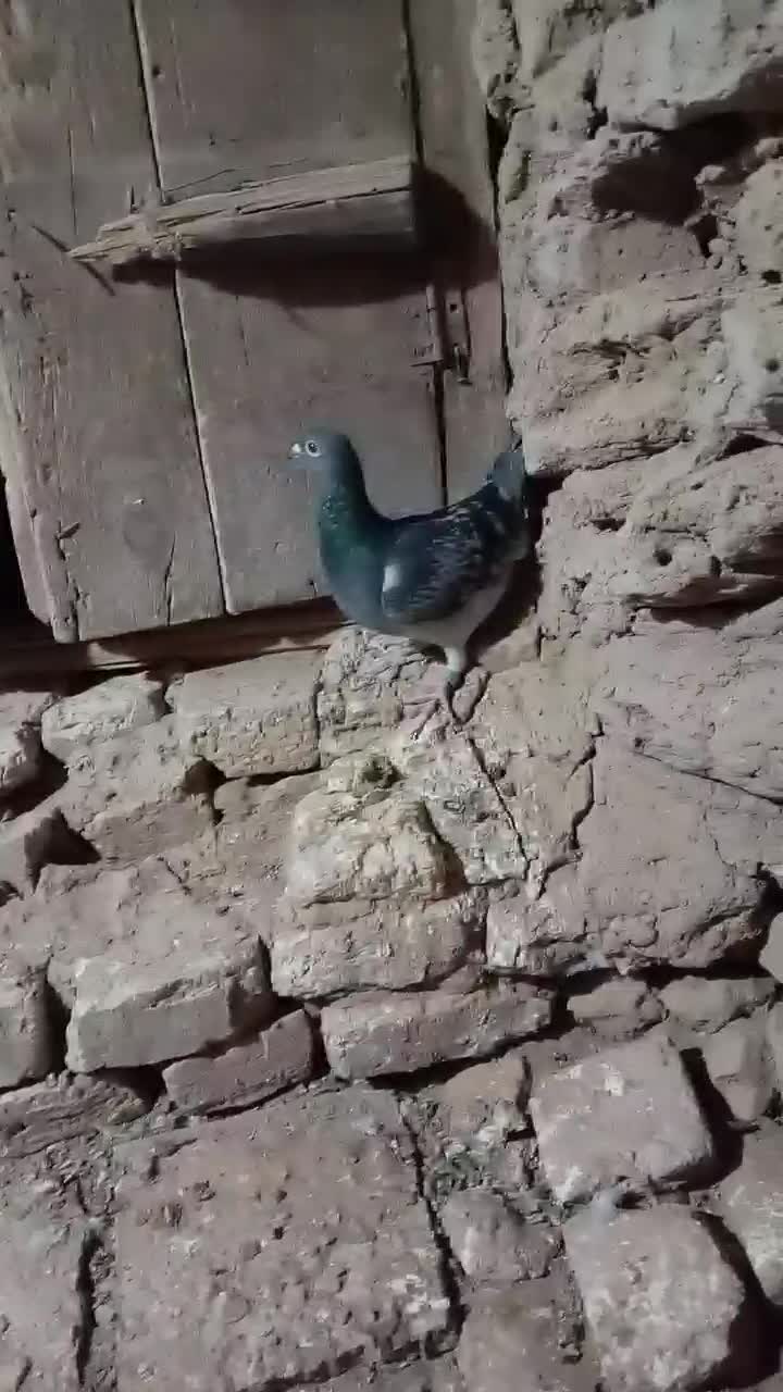 ۱عدد سبز|پرنده|عطاملک, |دیوار