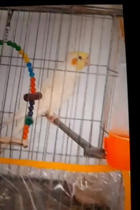 عروس هلندی|حیوانات|مشهد, کوی دروی|دیوار