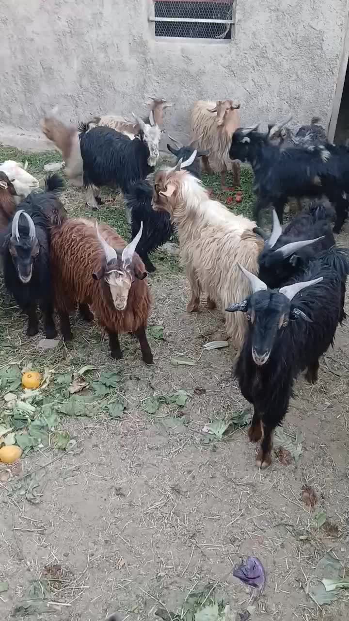 کره نر بزغاله ۲۰تا۲۳کیلو|حیوانات مزرعه|حمیدیا, |دیوار