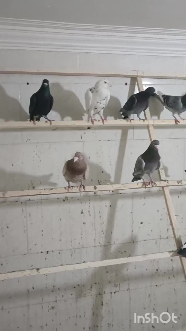 کبوترشهرستان.|پرنده|یزد, |دیوار